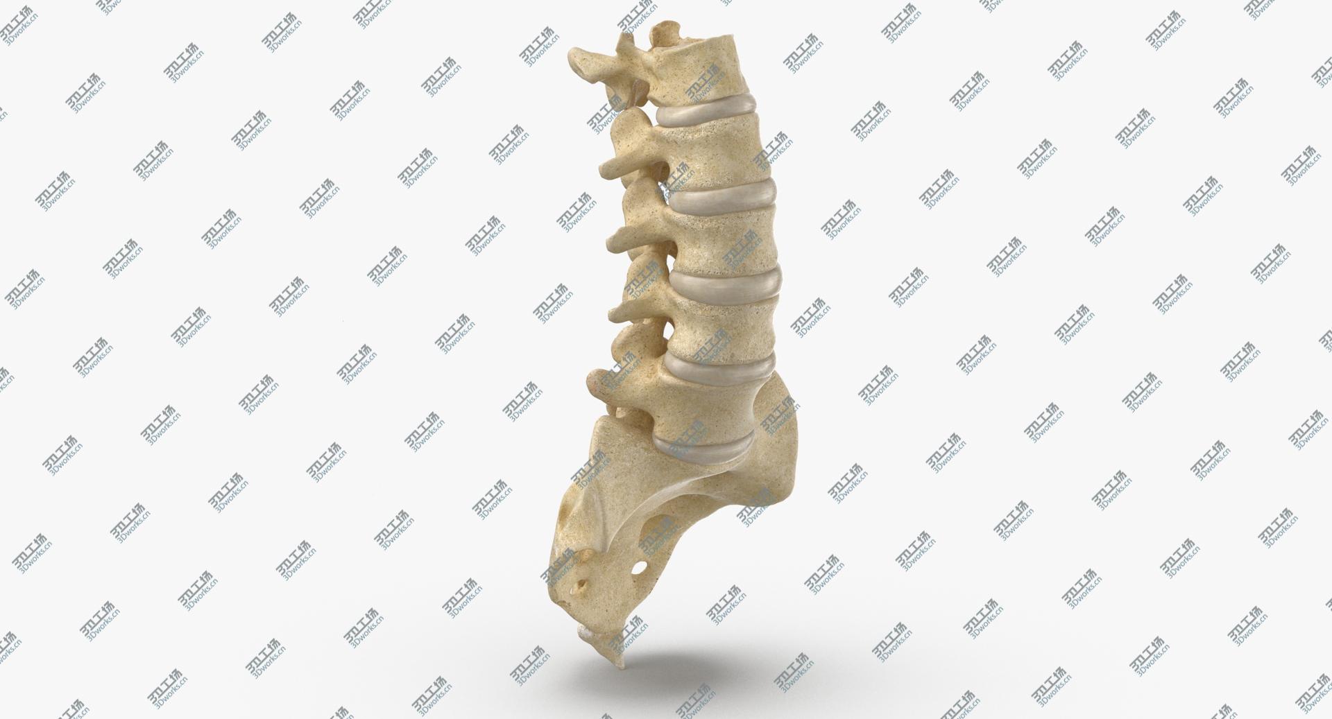 images/goods_img/2021040234/Real Human Lumbar and Sacrum Vertebrae L1 to S5 Bones With Intervertibral Disks 01 model/2.jpg